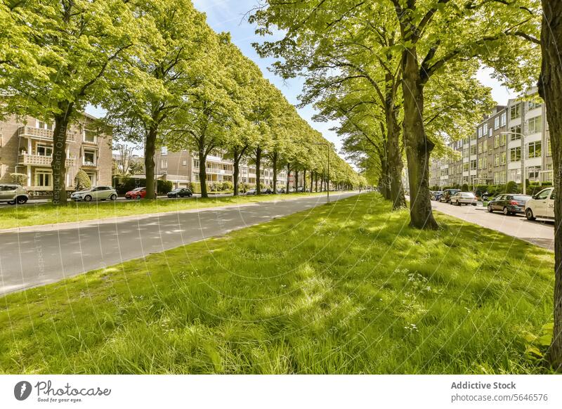 City street with green grass and trees asphalt road city town downtown neighborhood parked car vehicle transportation building construction architecture facade