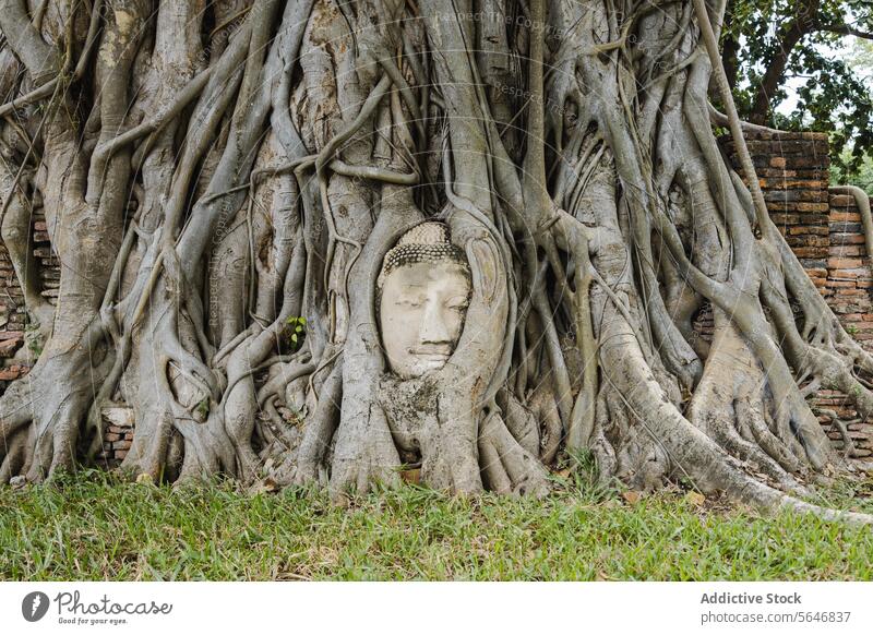 Phra Buddha head attached to tree at ancient temple in Thailand buddha root history old wat mahathat ayutthaya stone religion culture tranquil heritage travel