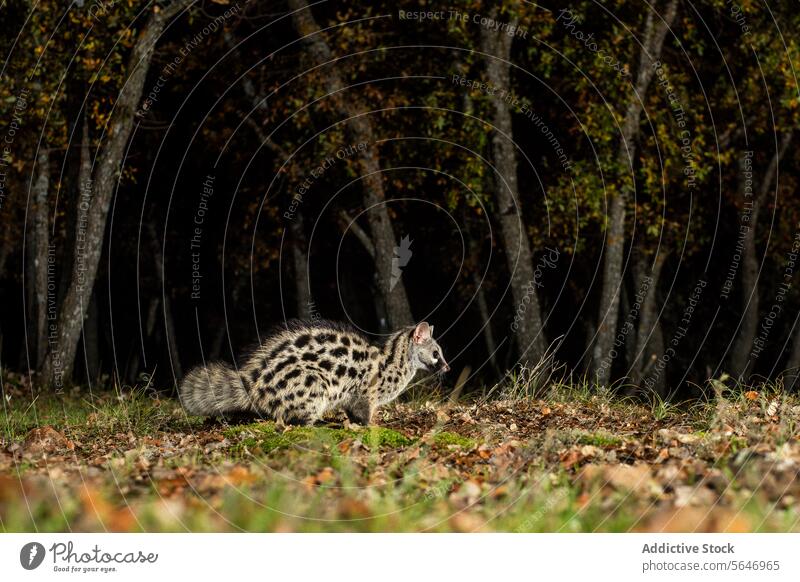 Genet in a forest clearing illuminated by a beam of light with autumn leaves scattered around light beam leaf wildlife nature creature nocturnal carabo animal