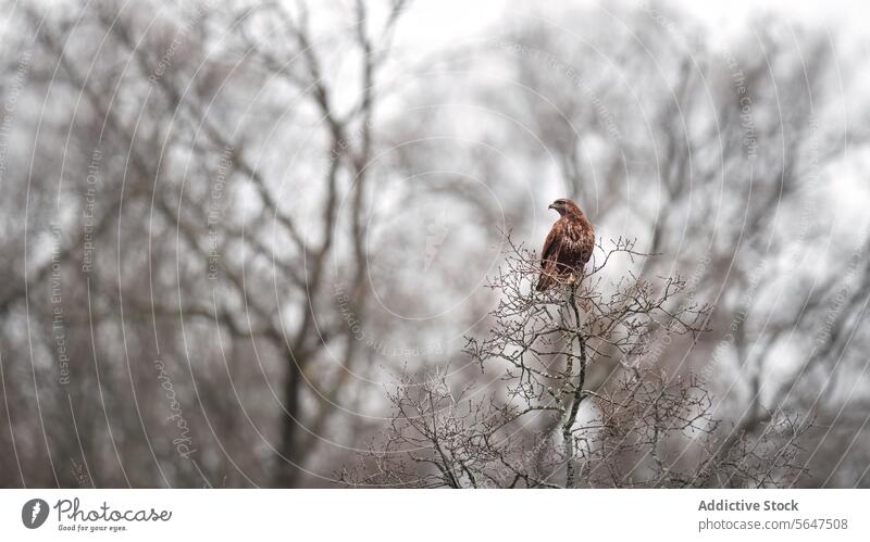 Solitary eagle on Winter Tree hawk tree winter solitary bird raptor wildlife nature brown bare branches surveying landscape predator animal outdoor fauna