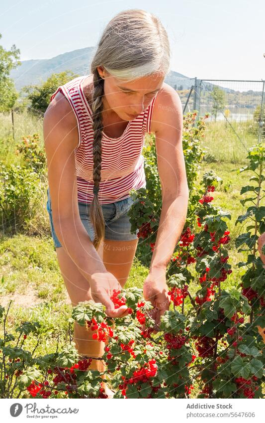 Botanist with Ribes rubrum at organic plantation woman farmer redcurrant picking harvest botanist ripe ribes rubrum sunny gray hair occupation agronomist fresh