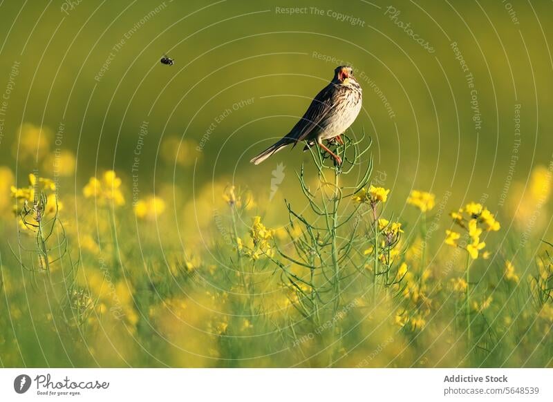 A corn bunting bird sitting amidst bright yellow oilseed rape flowers field nature wildlife perched spring bloom agriculture crop plant vibrant outdoor fauna