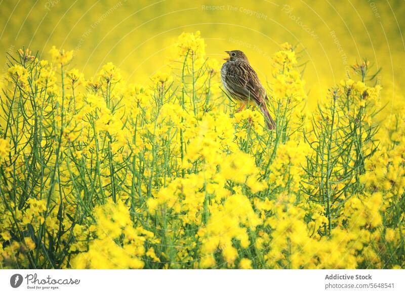 A corn bunting bird sitting amidst bright yellow oilseed rape flowers field nature wildlife perched spring bloom agriculture crop plant vibrant outdoor fauna