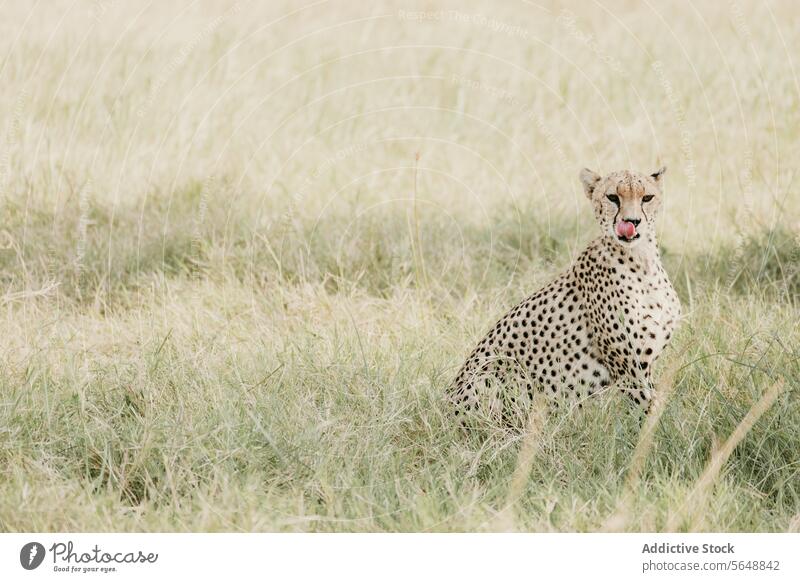 Cheetah Resting in Grasslands of Kenya, Africa cheetah kenya africa grassland wildlife nature predator spots feline big cat resting solitary natural habitat