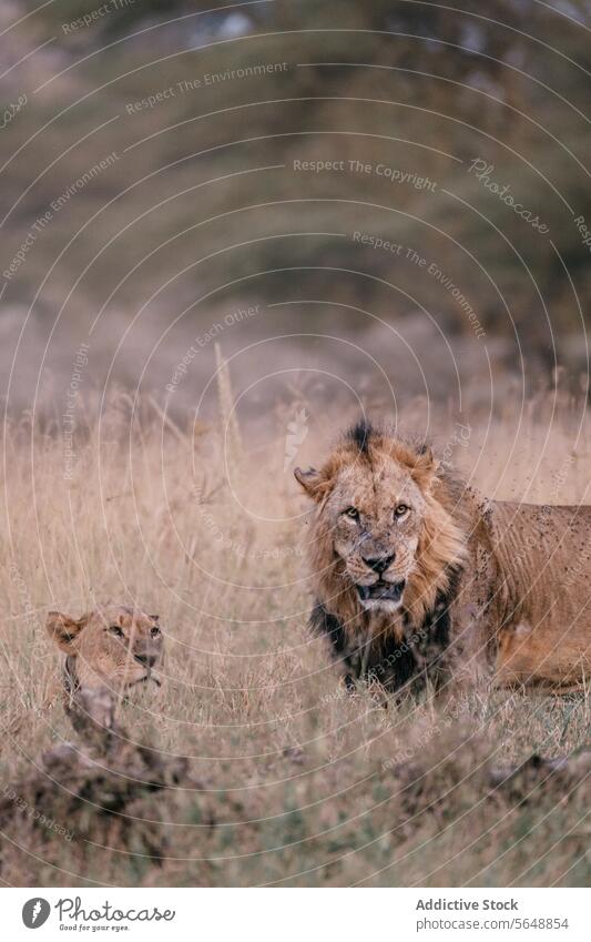 Majestic lion and cub in the Kenyan savanna kenya africa wildlife animal grassland nature mammal predator natural feline big cat safari environment majestic