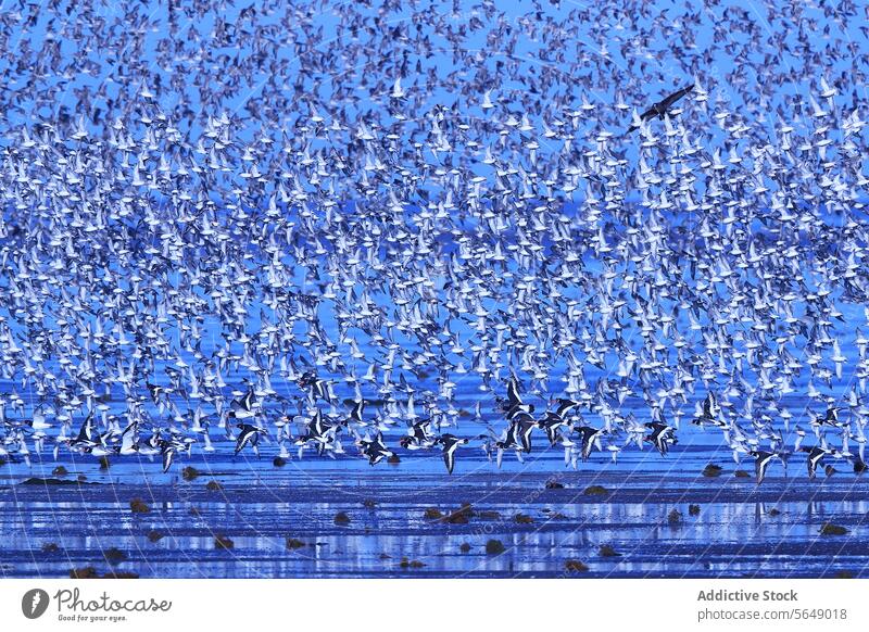 Peregrine falcon and Dunlin Flock in Post-nuptial Migration at Snettisham dunlin calidris alpina post-nuptial migration snettisham flock bird wader coast