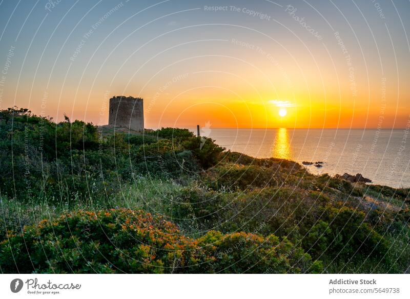 Tower and plants at coast by seascape ocean tower abandoned historic building exterior green water nature lush grow amazing fortress serene sunlight reflection