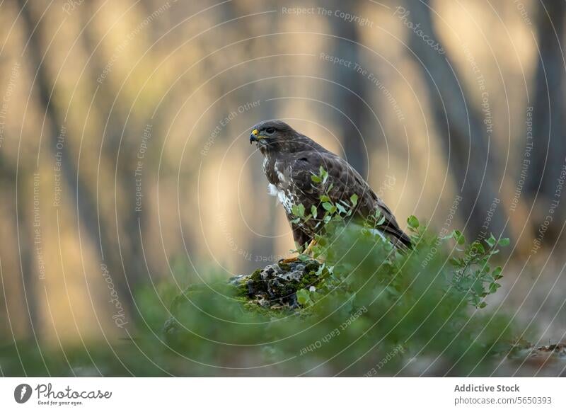 Majestic forest eagle perched in a Mediterranean woodland mediterranean bird wildlife raptor nature tranquility serene green solitary predator natural habitat