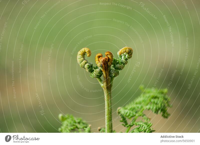 Young fern frond unfurling against a soft background fiddlehead plant green close-up nature soft focus delicate growth natural young botany ecology spring life