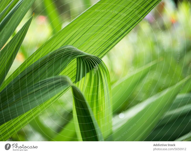 Close-up of vibrant green palm leaves in nature leaf close-up plant detail pattern lush greenery texture botanical foliage flora outdoor tropical garden