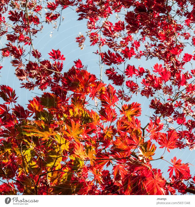 autumn foliage Beautiful weather Leaf canopy Red Autumn Nature Environment Twigs and branches Sky Tree Plant Autumnal Autumnal colours Autumn leaves Esthetic