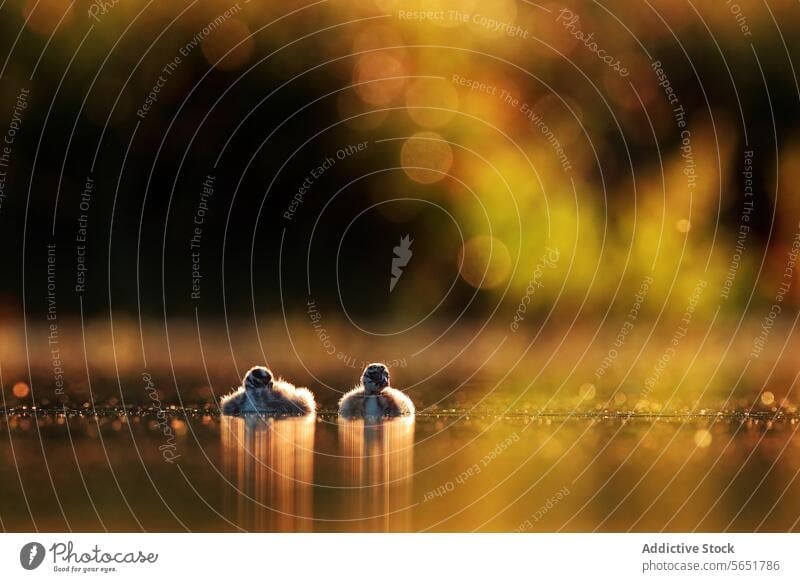 Two fluffy great crested grebe chicks float on a shimmering lake, with the golden light of sunset creating a bokeh background Great crested grebe nature