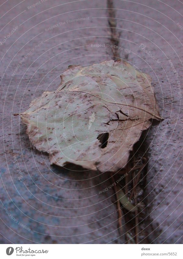 Leaf/Foliage Leaves. macro