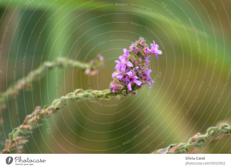 Closeup of purple loosestrife flowers and buds with green blurred background nature plant botany summer blooming flora pink floral water remedy violet grass