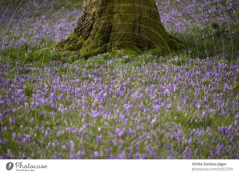 Spring / Meadow with purple crocuses and tree trunk spring bloomers spring flowers beginning of spring spring feeling blooming spring flowers come into bloom