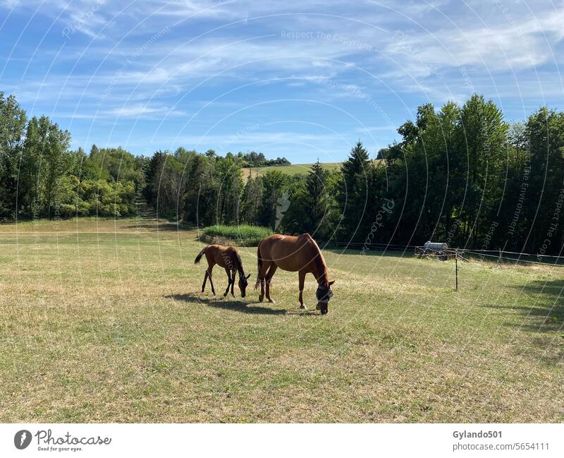 Mare and foal grazing on the pasture horses mare and foal walking trakehner horse trakehner breed domestic outdoor outdoors beauty beautiful green ranch