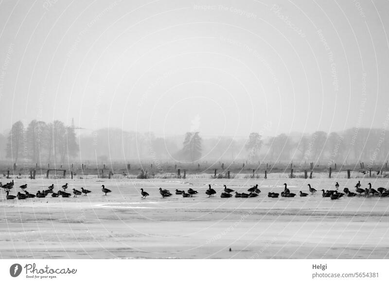 freezing winter geese wild geese Winter Landscape Frost chill Meadow Inundated Frozen Ice Frozen surface hunger hungry Nature Fog moorland Ochsenmoor Tree shrub