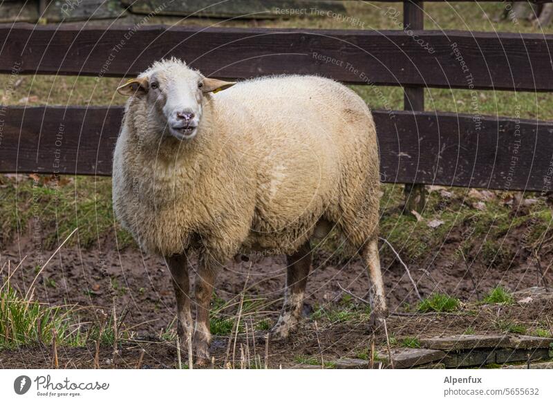 Bah ! Sheep Ram Buck Animal Mammal Wool Farm Pet Pelt Couldn't give a damn male animal Exterior shot Nature Agriculture Willow tree Farm animal White