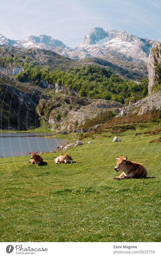 View at Picos De Europa mountains, Lakes of Covadonga, northern Spain, National park Picos de Europa asturias spain spain national park north spain spain north