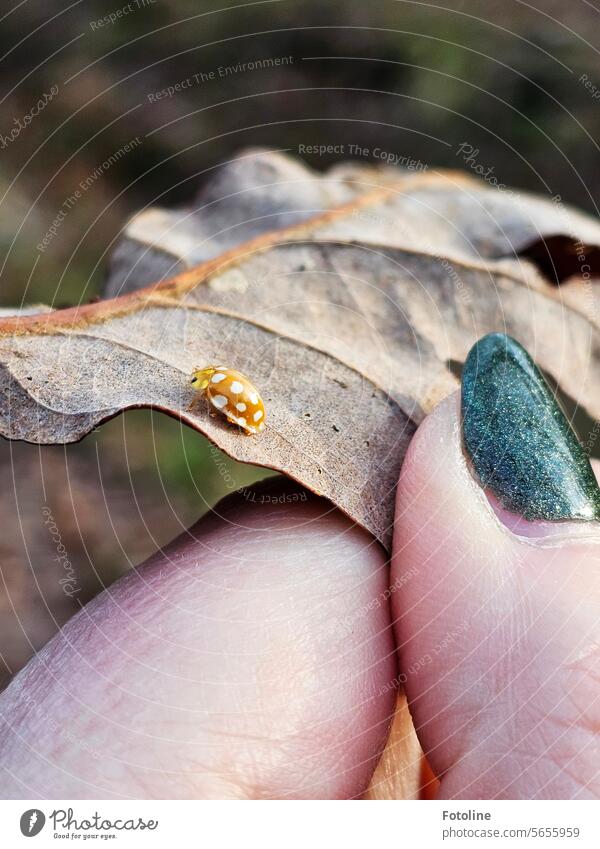 My fingers are holding a dried oak leaf on which a yellow ladybug with white dots is sitting. Ladybird Exotic Yellow White Insect Beetle Leaf autumn leaf