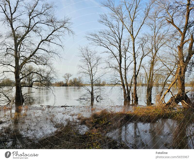 Floods on the Elbe River Water Deluge Climate change inundation flood disaster High tide Natural catastrophe Wet Extreme weather trees Tree Bleak Winter
