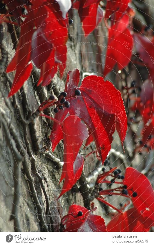 vine leaves Autumn Wall (barrier) Vine leaf Red Leaf Blur Winter Virginia Creeper Sunday Root Branch Berries sunday afternoon To go for a walk Sadness