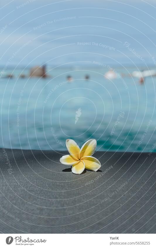 Frangipani by the pool vacation Relaxation relaxation travel Flower Tropical Caribbean South Pacific Mauritius Ocean Rest warm sunshine sun lounger Water