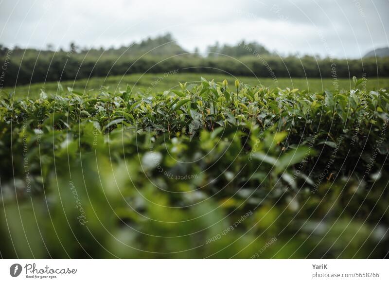 Tea plantation in Mauritius tea leaves Tea plants Green fragrant Well-being Wellness Beverage Plant shrub bush Healthy healthy lifestyle Healthy Eating