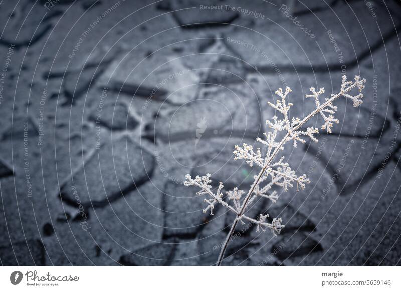 Ice floes on a frozen lake Lake Pond Winter Cold Frost Frozen ice floes Frozen surface Structures and shapes Exterior shot Freeze Water Deserted Nature