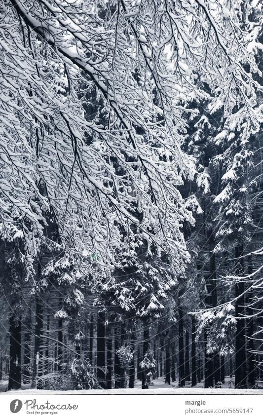 deep winter forest Winter Cold Snow Forest Tree Ice Frost firs Spruce forest Exterior shot Nature Landscape Deserted Environment White Winter's day Climate