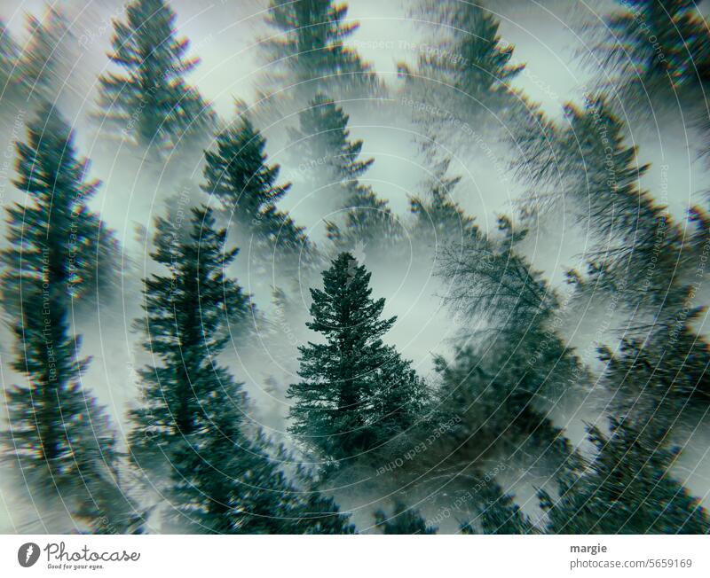 winter forest forest from above Winter firs Forest trees Snow Winter mood spirally chill Experimental experiment Winter's day Winter forest Cold Nature Tree Fog