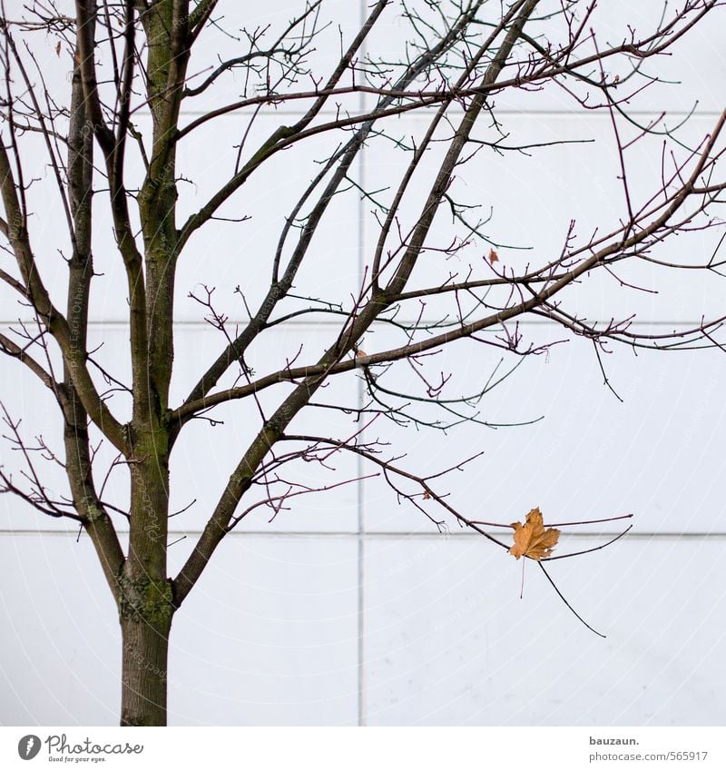 200 alone. Thanksgiving Gardening Autumn Winter Wind Plant Tree Leaf Park Town Downtown Outskirts Industrial plant Factory Wall (barrier) Wall (building) Facade