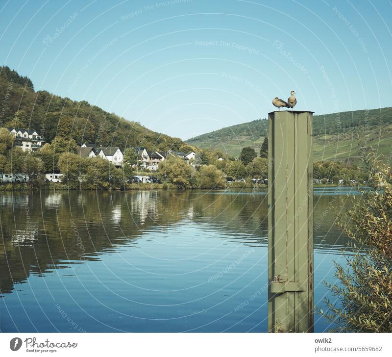 Moselsteig ducks Couple two doze Sit peep Observe bank Moselle River Landscape Water Mosel (wine-growing area) Exterior shot River bank Nature