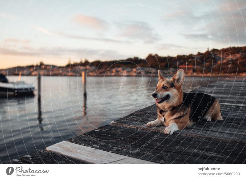 Corgi dog lying on a jetty in Sweden in the evening sun corgi Dog footbridge Footbridge evening light Ocean evening mood Vacation & Travel Welsh Corgi Pet