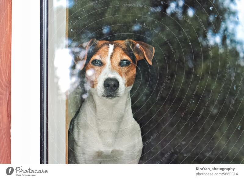Alert Jack Russell Terrier gazes through a glass door. Waiting his man. Pet home alone concept dog window looking jack russell terrier stress close to doorway