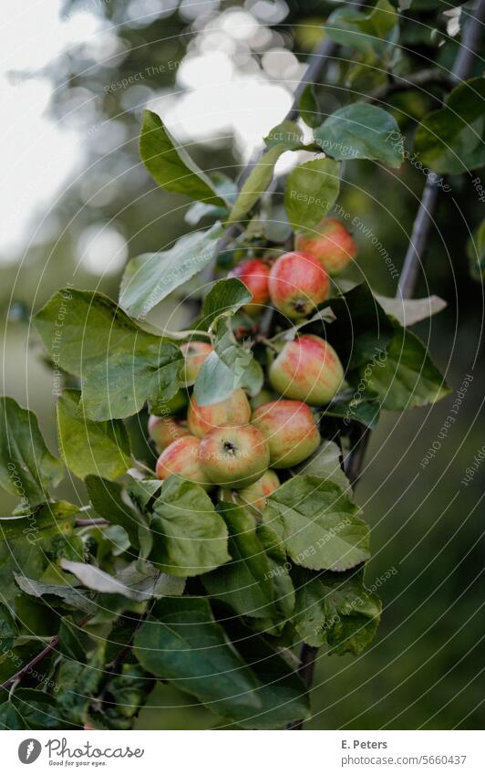 Wild apples on an apple tree in summer Apple Apple tree Apple tree leaf Fruit Tree Exterior shot Red Green Garden Colour photo Nature Food Apple harvest