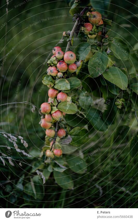 Wild apples on an apple tree in summer Apple Apple tree Apple tree leaf Fruit Tree Exterior shot Red Green Garden Colour photo Nature Food Apple harvest