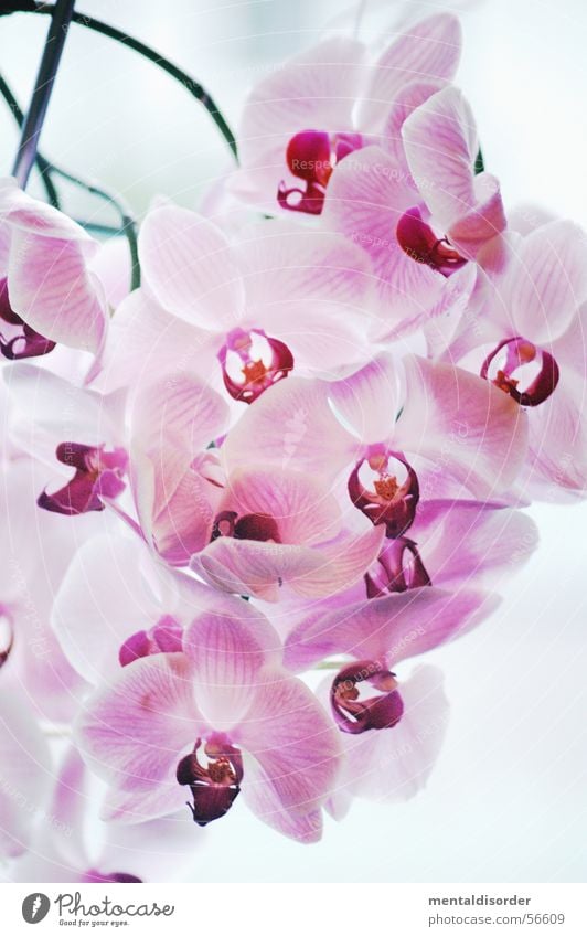 Catasetum Joao Stivalli Orchid Flower Plant Pink White Romance Nature Pallid blooms blossoms flowers orchids oriental plan