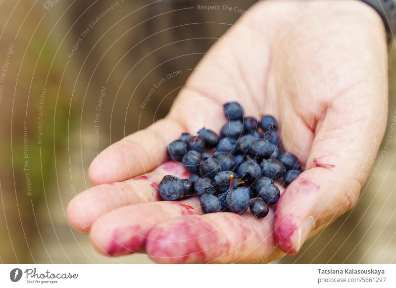 A man's hand holds the berries of freshly picked wild blueberries in the forest blueberry wild blueberry huckleberry whortleberry bilberry Vaccinium myrtillus