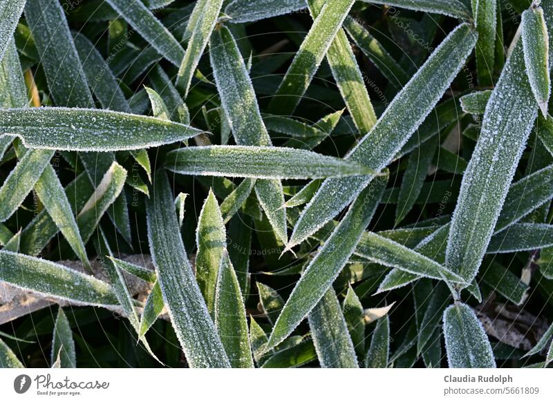 Blades of grass covered in hoarfrost Grass hoar frost Hoar frost Winter cold season Frost winter cold Garden Wintertime Winter magic chill January December