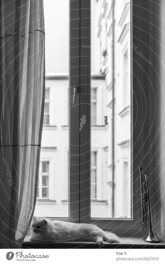 Cat with trumpet at the window hangover b/w Window Trumpet Black & white photo Day Deserted Architecture B/W B&W Building Calm Berlin Town Old building Old town