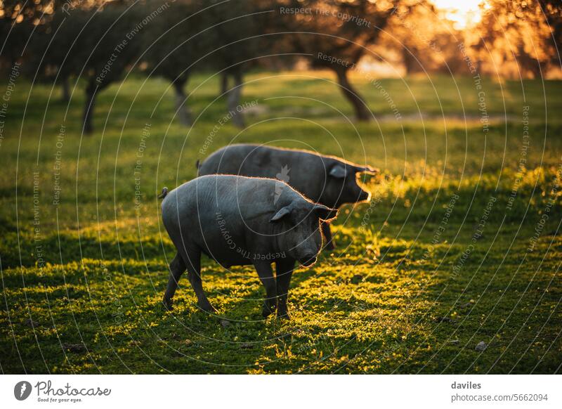 Spanish iberian pig pasturing free in a green meadow at sunset in Los Pedroches, Spain porcine animal welfair acorn acorn-feed andalusia badajoz black cordoba