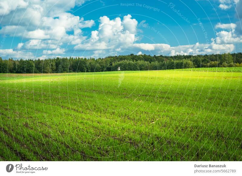 Green farmland with forest on the horizon and white clouds in the sky field rural green landscape blue wheat nature summer grass plant meadow season growth
