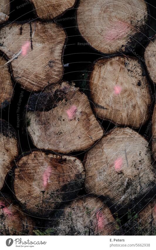 Stacked tree trunks with pink markings Tree trunk stacked stacked trees Wood Nature Pitzmoor Germany Forest Environment Exterior shot Forestry Timber