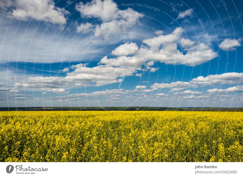 Blooming canola field and blu sky with white clouds flower nature yellow agriculture blossom summer rural blue oilseed plant rapeseed environment farm landscape