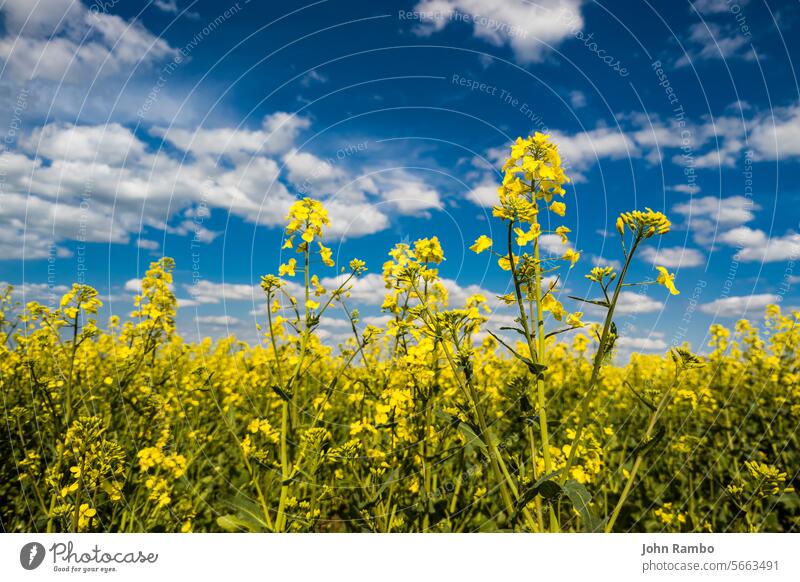 Blooming canola field and blu sky with white clouds flower nature yellow agriculture blossom summer rural blue oilseed plant rapeseed environment farm landscape