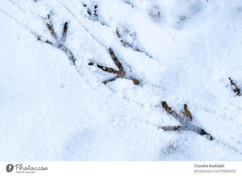 Close-up of bird footprints in the snow Winter Snow tracks in the snow Snowfall winter Bird Footprints Birds in winter bird feeding birds Winter's day