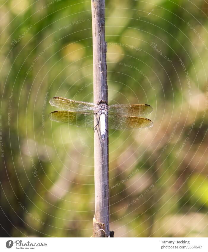 Dragonfly landed on the end of the reed stem in the river Dragonfly wing dragonfly portrait River reed stalk Insect Animal Colour photo macro Nature Day