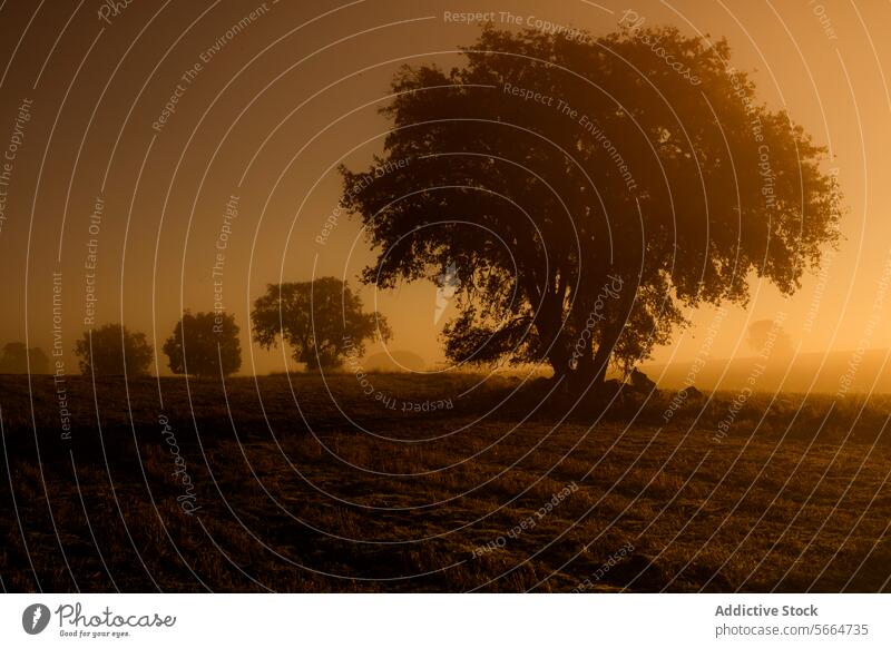 A serene landscape at dawn with a silhouetted tree standing prominently against an orange sky, with mist hovering over the ground. A faint outline of distant trees adds depth to the peaceful scene