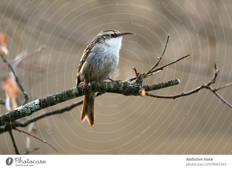 A small bird with a slender beak perches attentively on a bare branch looking away perched nature wildlife feather ornithology wildlife photography birdwatching